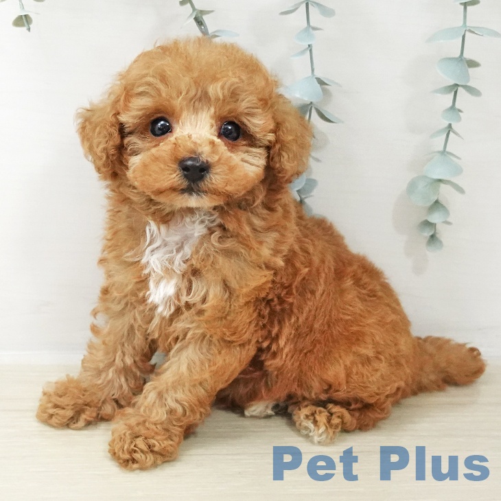 トイ・プードル