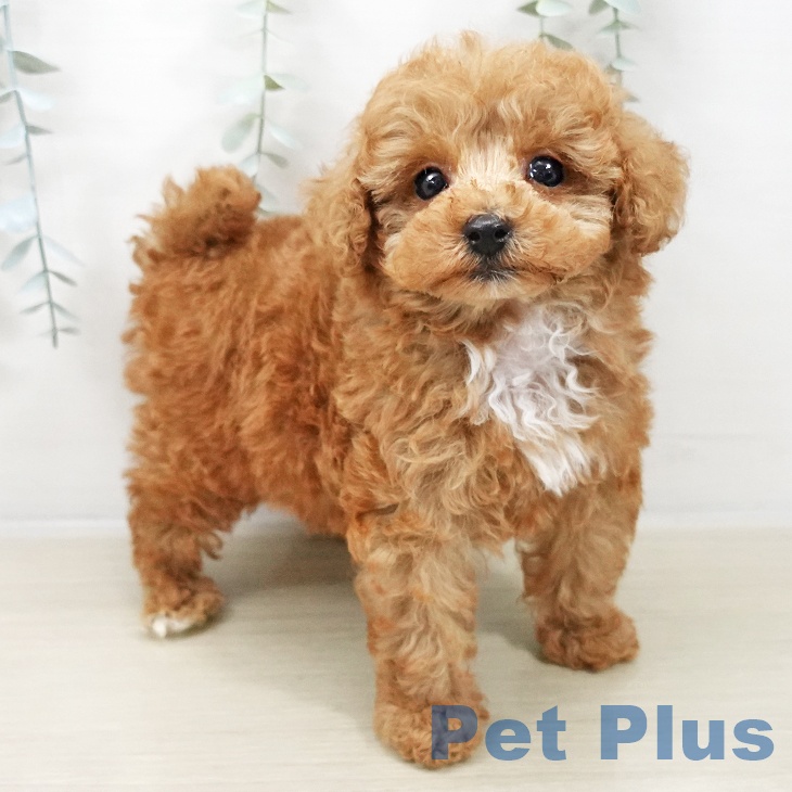 トイ・プードルの写真2