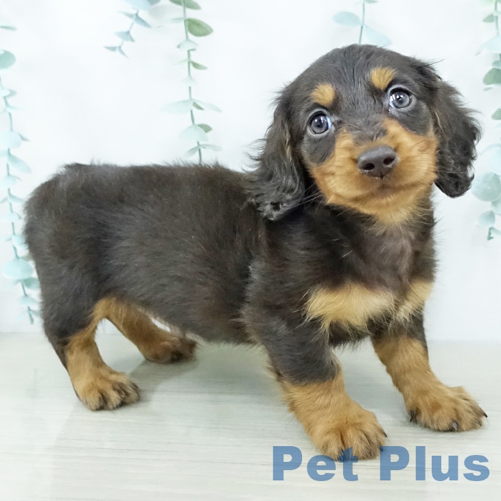 ミニチュア・ダックスフンド