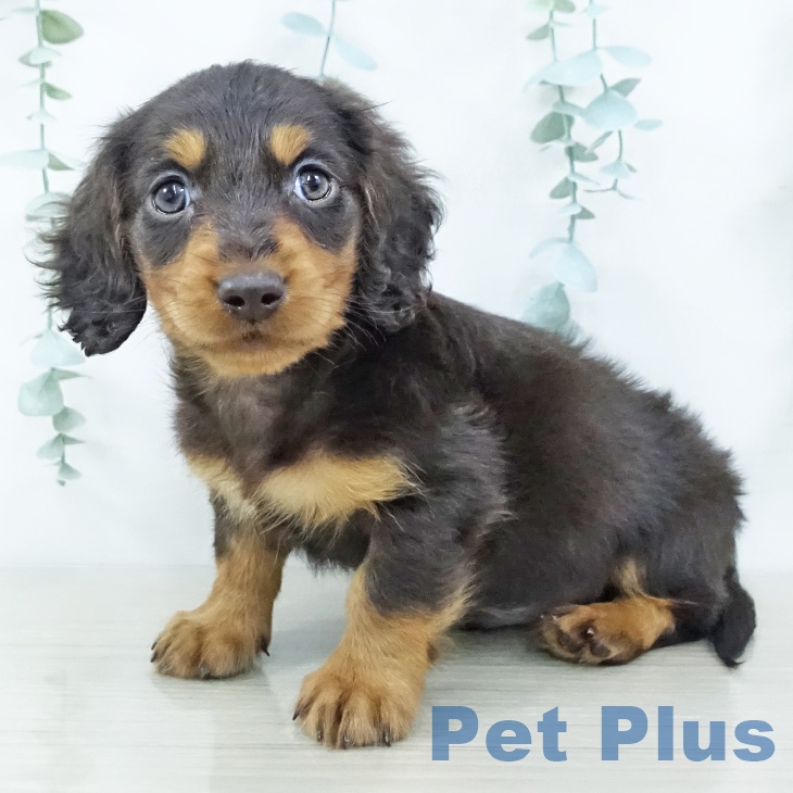 ミニチュア・ダックスフンド