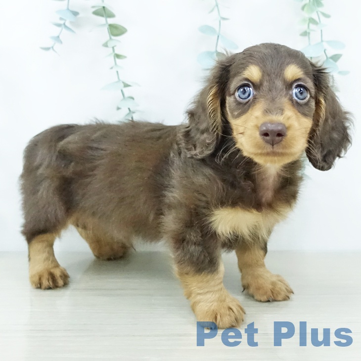 ミニチュア・ダックスフンド