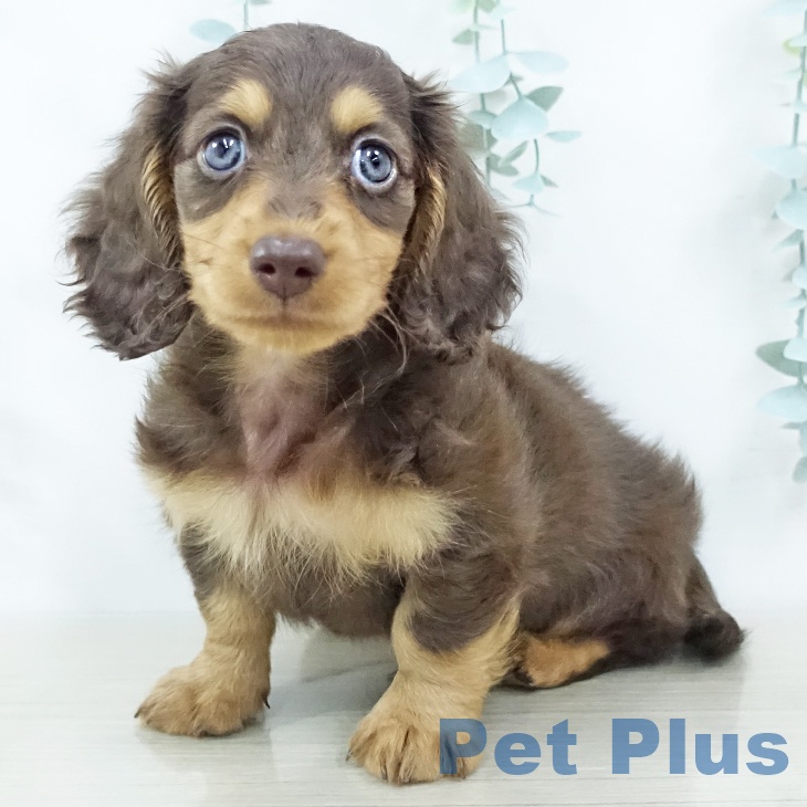 ミニチュア・ダックスフンド