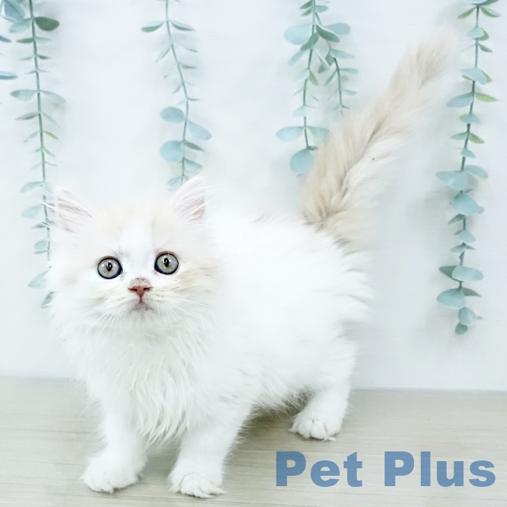 マンチカンの写真2