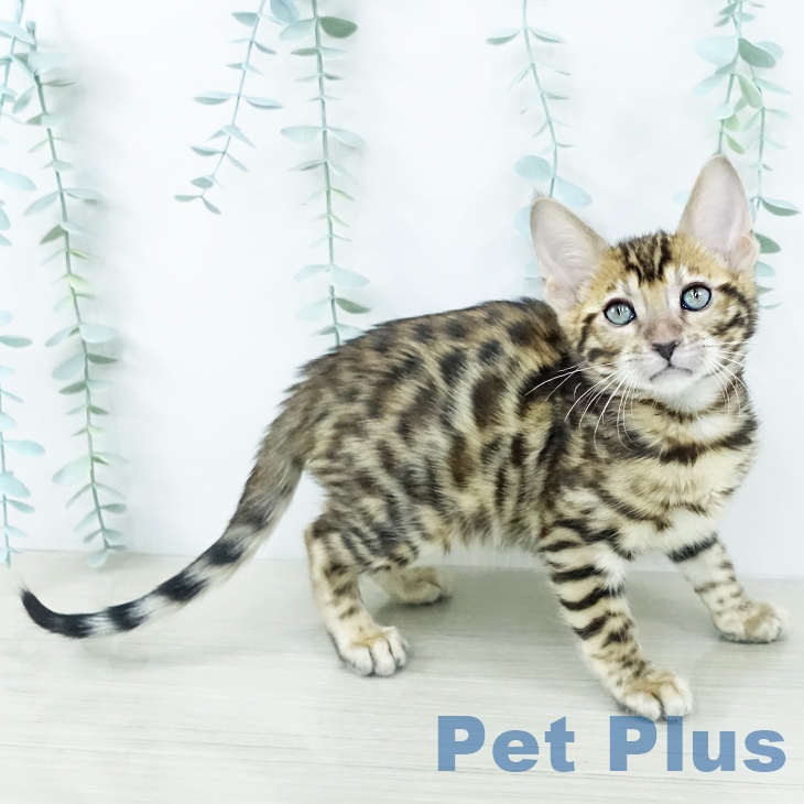 ベンガルの写真2