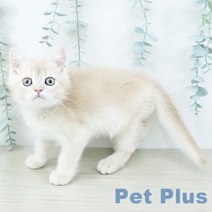 スコティッシュフォールド