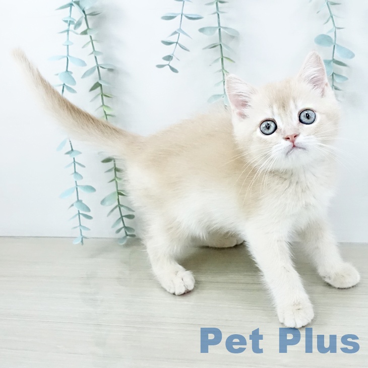 スコティッシュフォールドの写真2