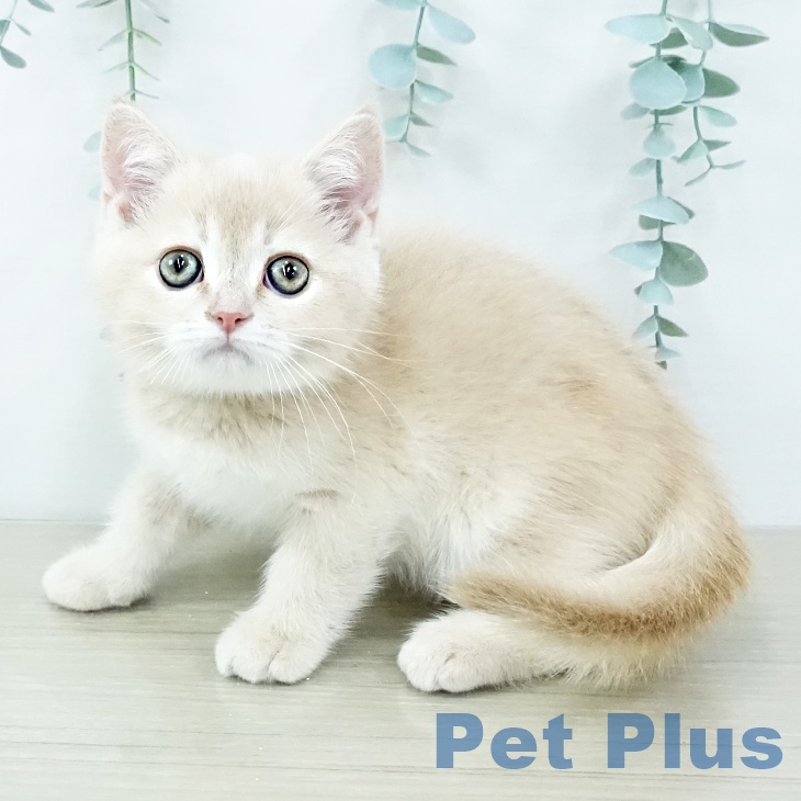 スコティッシュフォールド