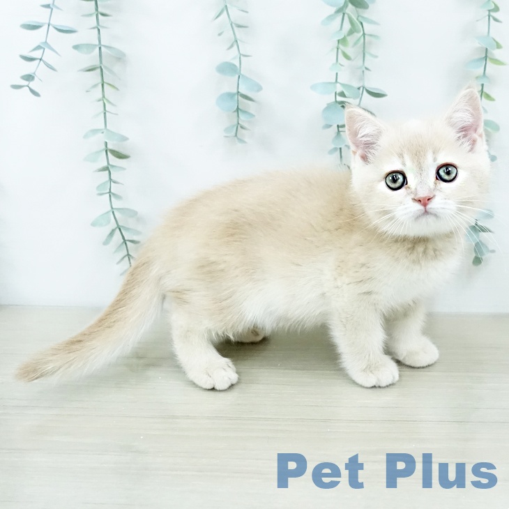 スコティッシュフォールド