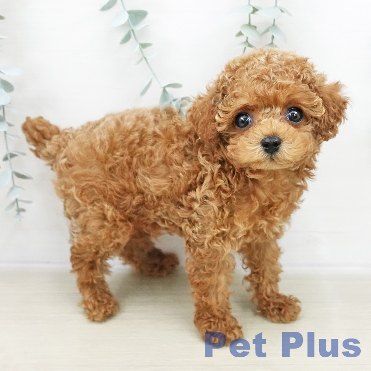 トイ・プードル