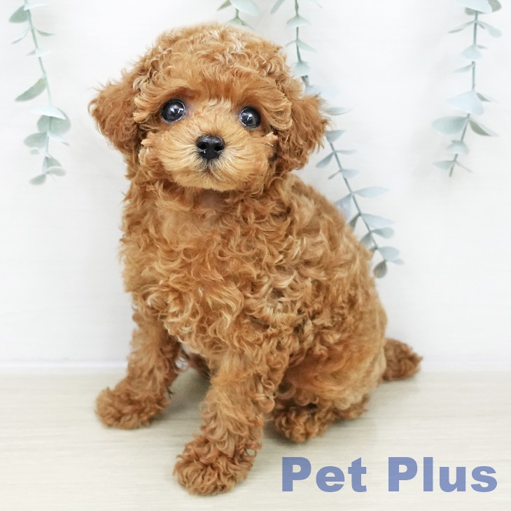 トイ・プードルの写真2