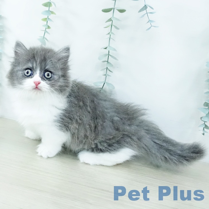 ミヌエットの写真2