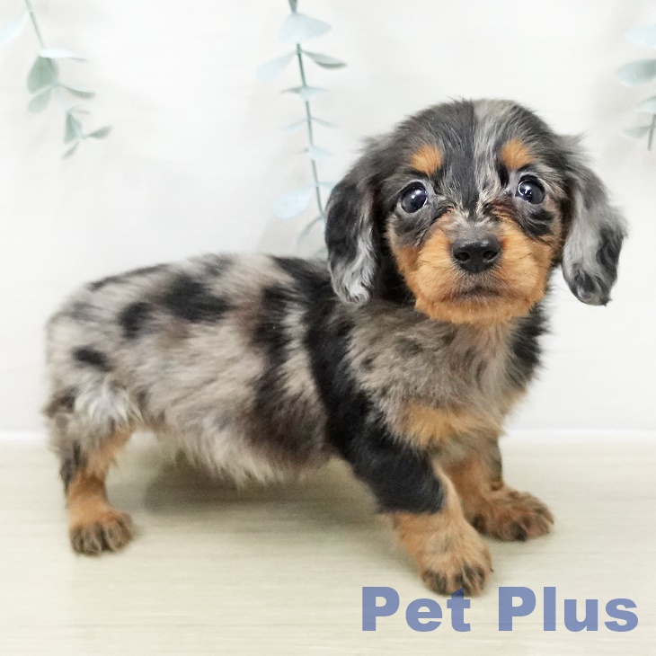 カニーンヘン・ダックスフンドの写真2