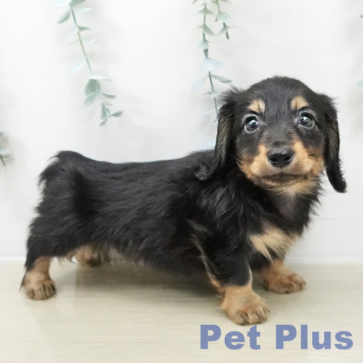 カニーンヘン・ダックスフンド