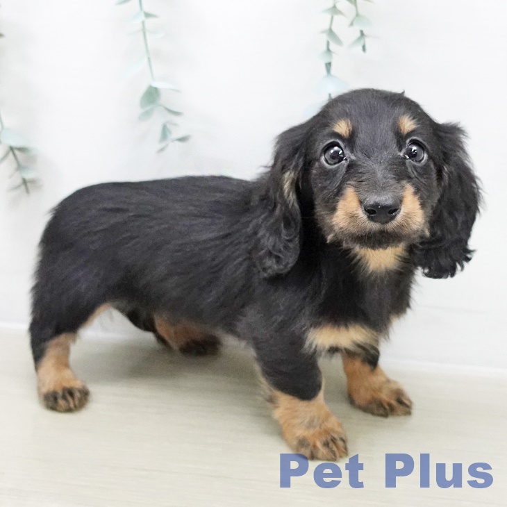 カニーンヘン・ダックスフンド