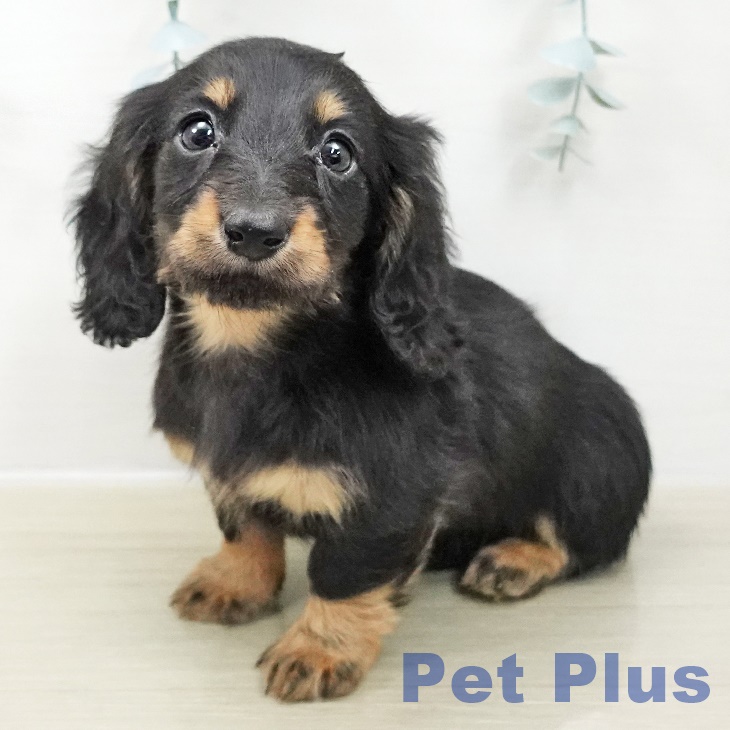 カニーンヘン・ダックスフンド