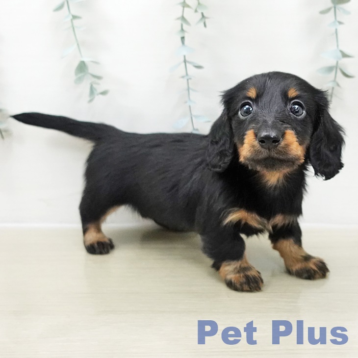 カニーンヘン・ダックスフンド