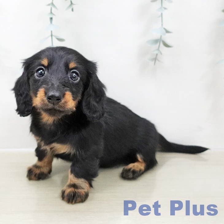 カニーンヘン・ダックスフンド