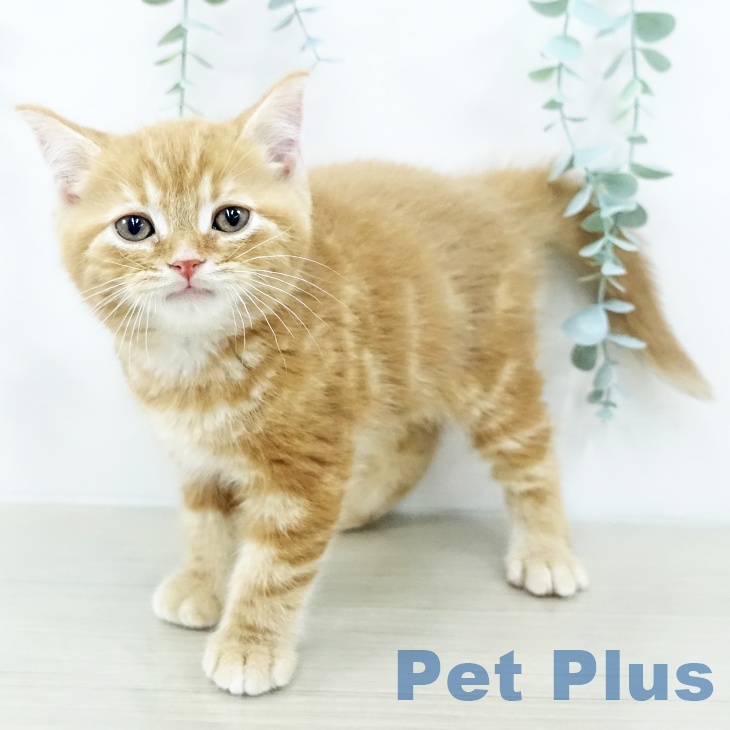 スコティッシュフォールド