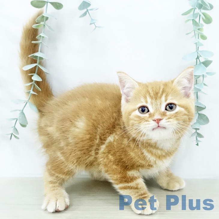 スコティッシュフォールドの写真2