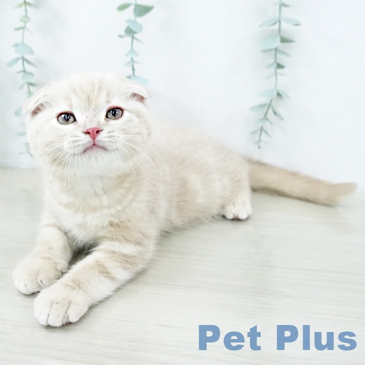 スコティッシュフォールド