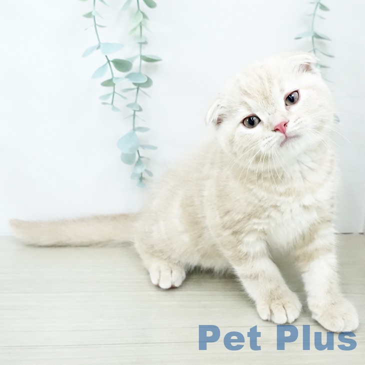 スコティッシュフォールドの写真2