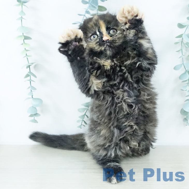 スコティッシュフォールド