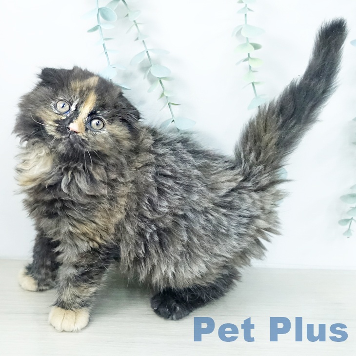 スコティッシュフォールド