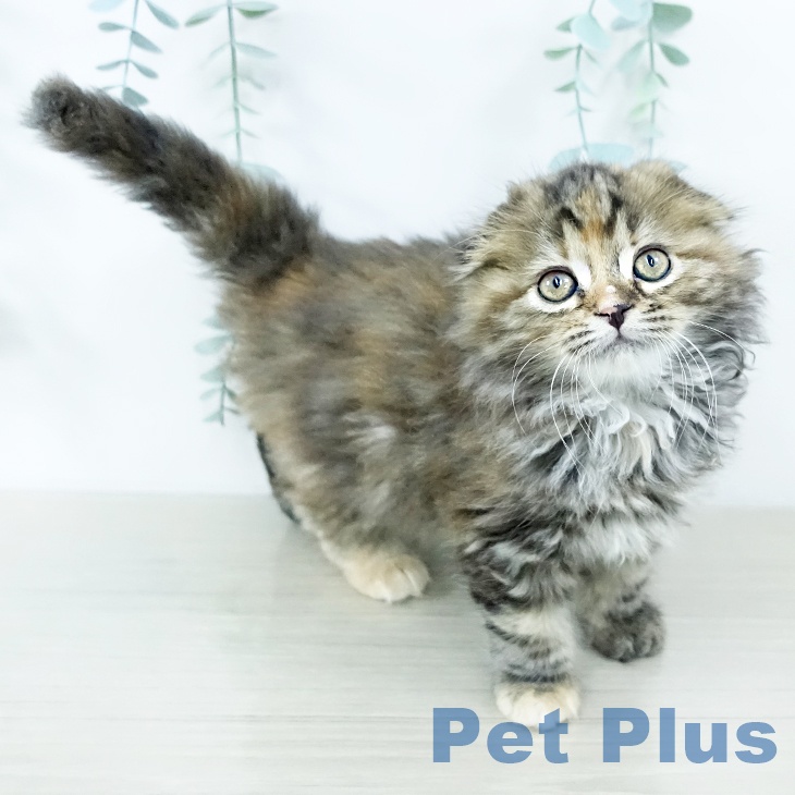 スコティッシュフォールドの写真2