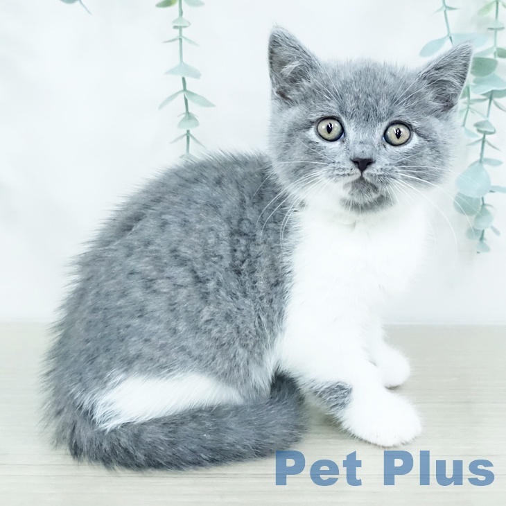 ブリティッシュショートヘア