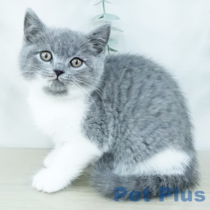 ブリティッシュショートヘアの写真2