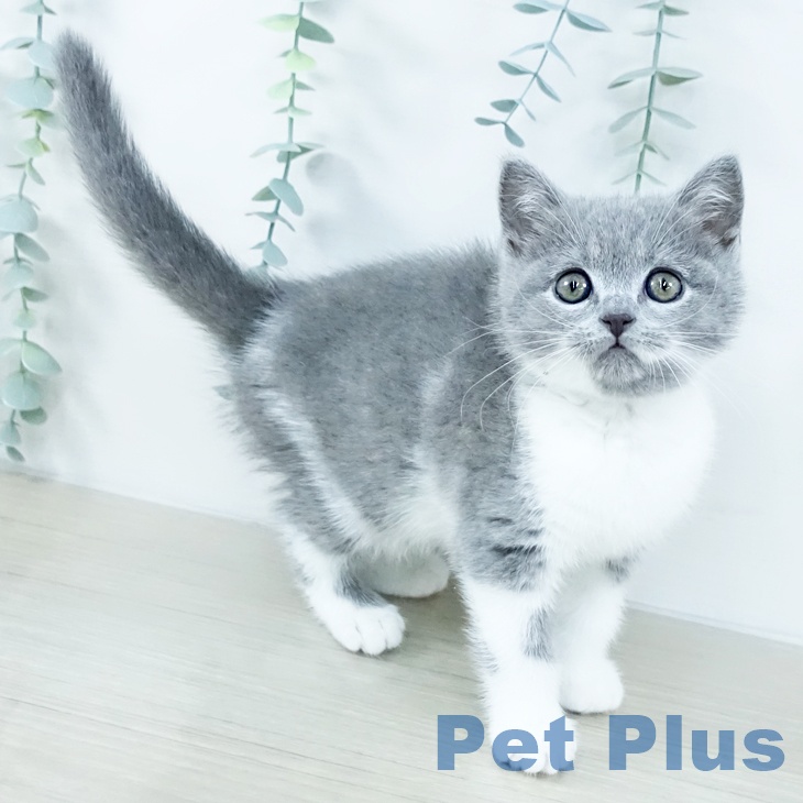 ブリティッシュショートヘア