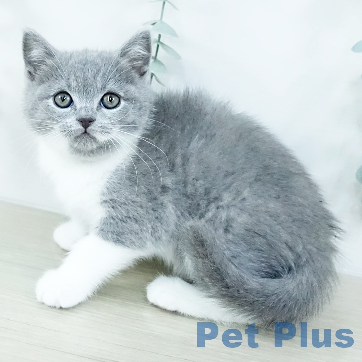 ブリティッシュショートヘアの写真2