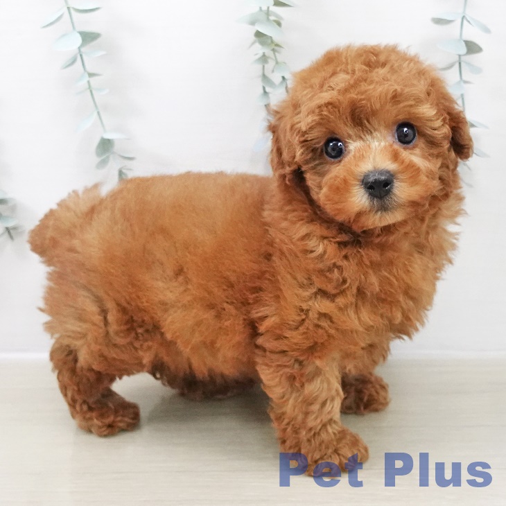 トイ・プードル