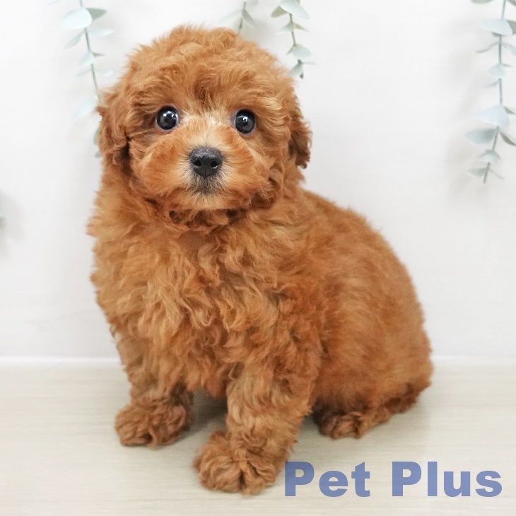 トイ・プードル