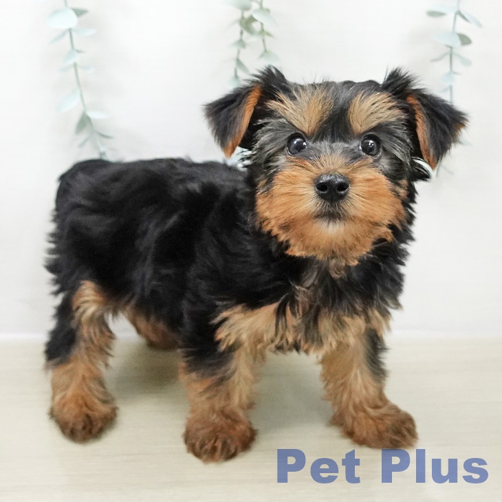 ヨークシャー・テリアの写真2