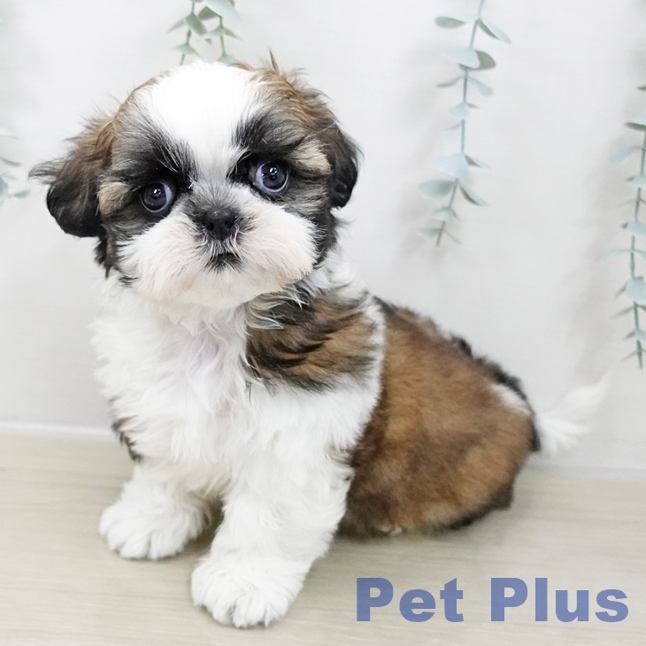 シー・ズーの写真2