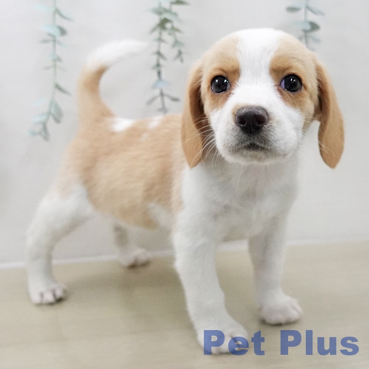 ビーグルの写真2