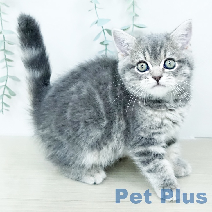 スコティッシュフォールド