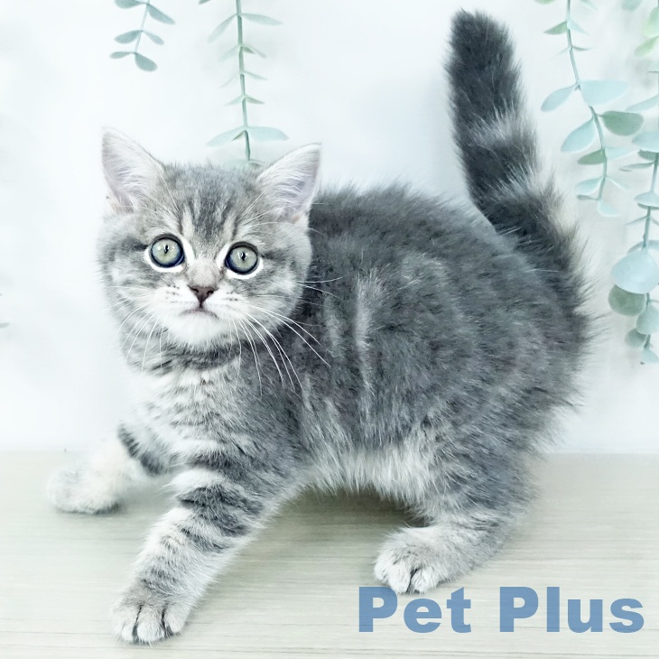 スコティッシュフォールド