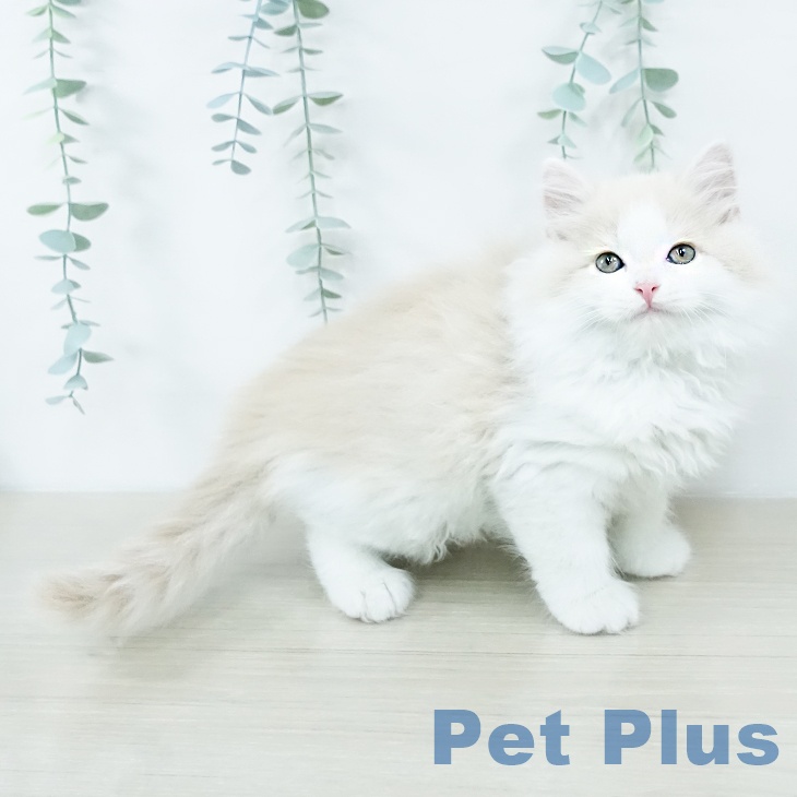 スコティッシュフォールド