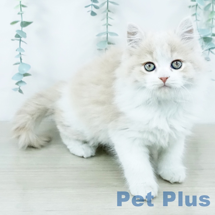 スコティッシュフォールド