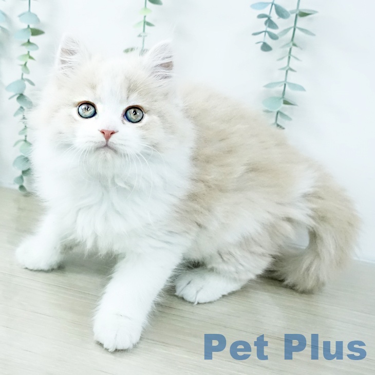 スコティッシュフォールドの写真2