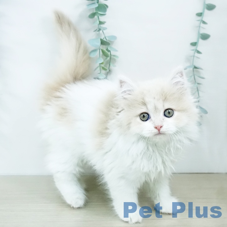 スコティッシュフォールド