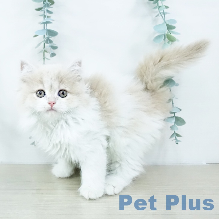 スコティッシュフォールドの写真2