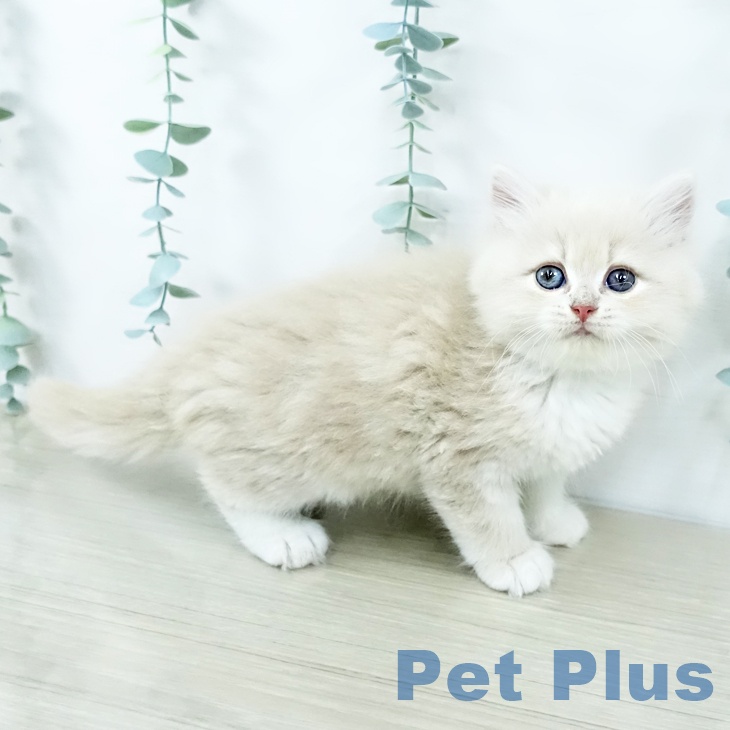 サイベリアンの写真2