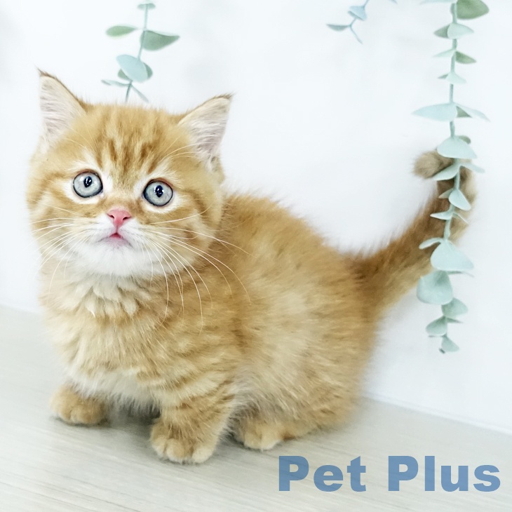 マンチカンの写真2