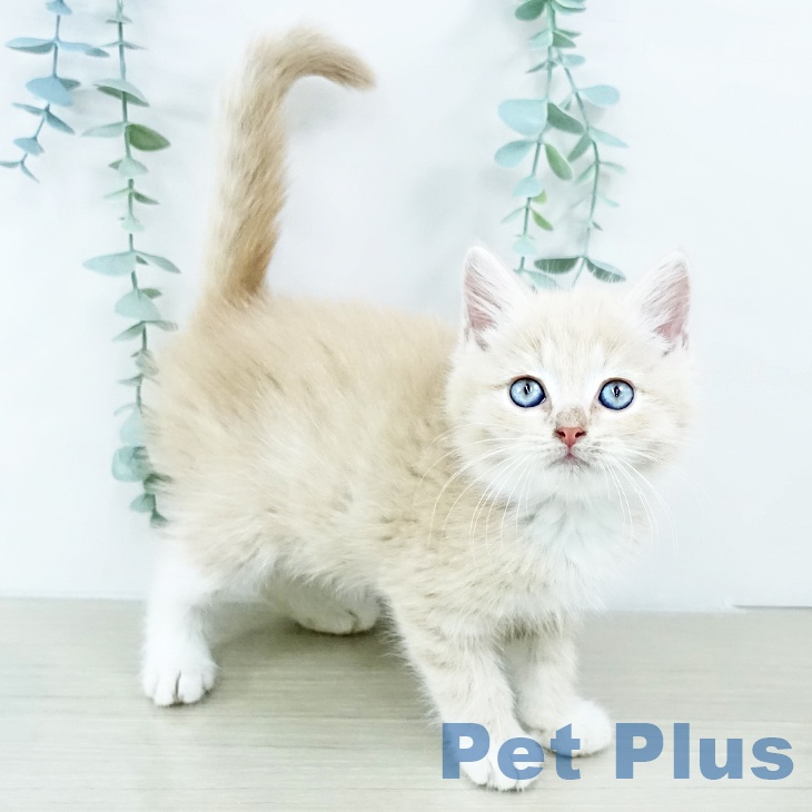 マンチカンの写真2