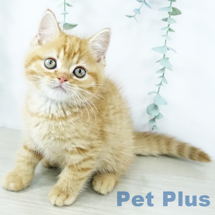 マンチカンの写真2