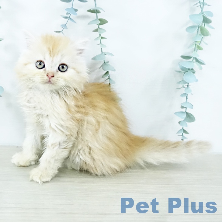 マンチカンの写真2