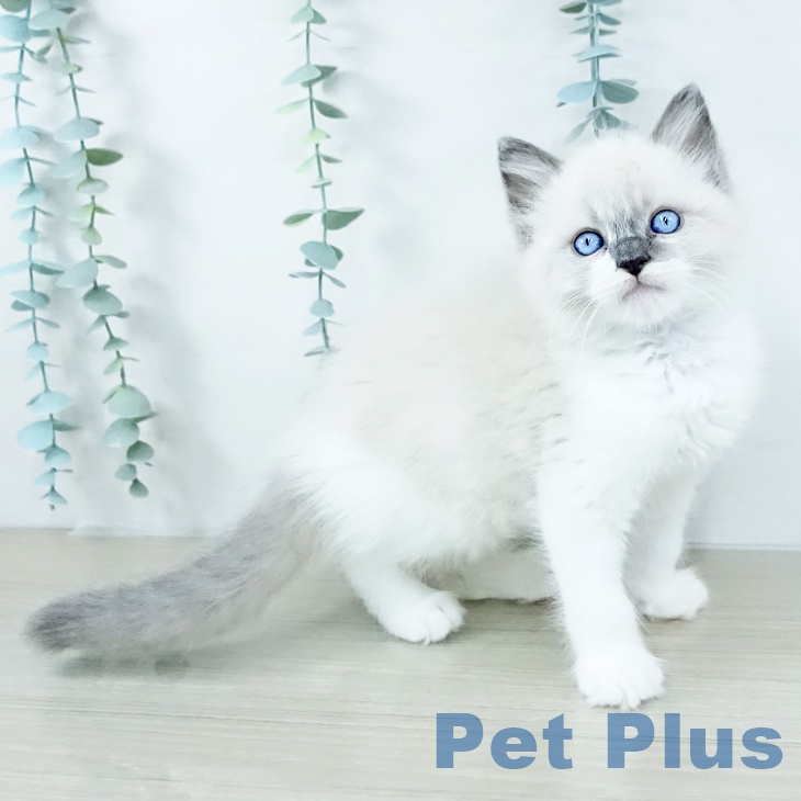 ラグドールの写真2